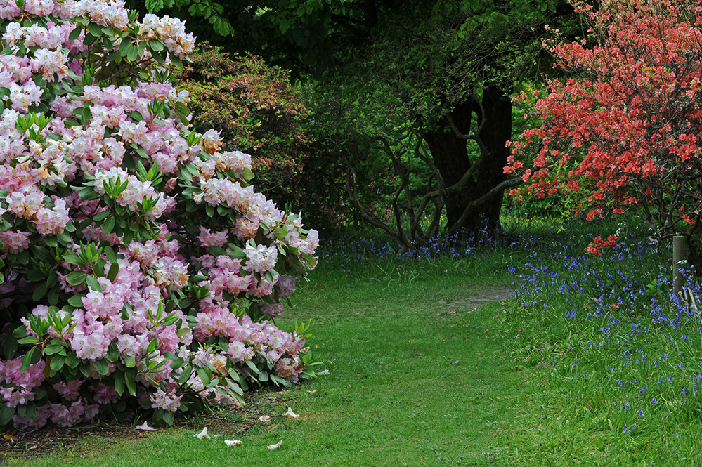 Furzey Gardens New Forest Springtime Colours 2